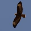 Buse variable en chasse